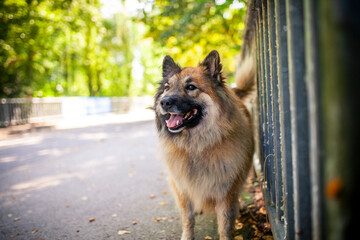 Elo beim Spazierengehen durch den Park