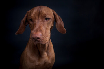 Magyar Viszla im Studio. Hund versucht ein Treat zu fangen. Ungarischer Hund macht ein lustiges und witziges Gesicht w&auml;hrend er nach Essen schnappt