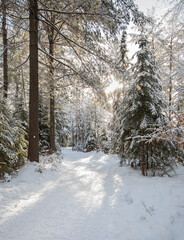 Winter river and forest in Arrowhead Park Ontario