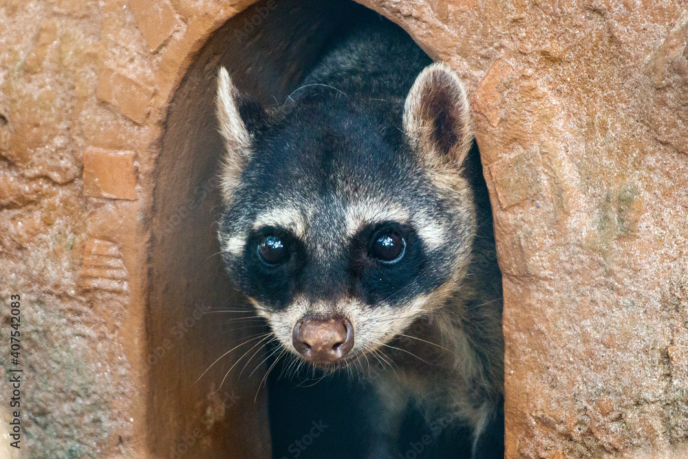 Sticker raccoon on a tree