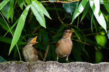 bird in the pond