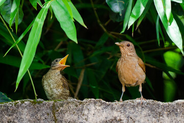 robin on a branch