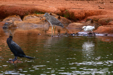 Obraz premium heron in the water