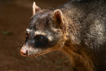 close up of a squirrel
