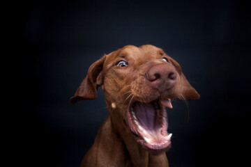 Magyar Viszla im Studio. Hund versucht ein Treat zu fangen. Ungarischer Hund macht ein lustiges und witziges Gesicht während er nach Essen schnappt