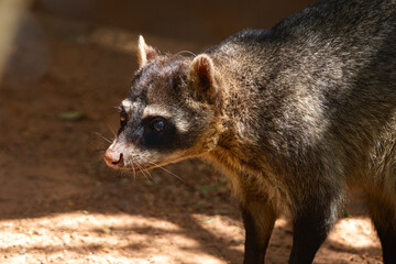 close up of a meerkat