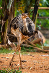 african wild bird