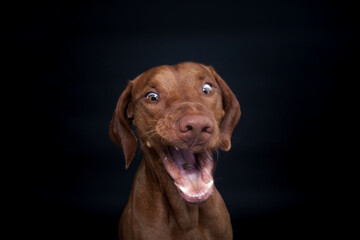 Magyar Viszla im Studio. Hund versucht ein Treat zu fangen. Ungarischer Hund macht ein lustiges und witziges Gesicht w&auml;hrend er nach Essen schnappt