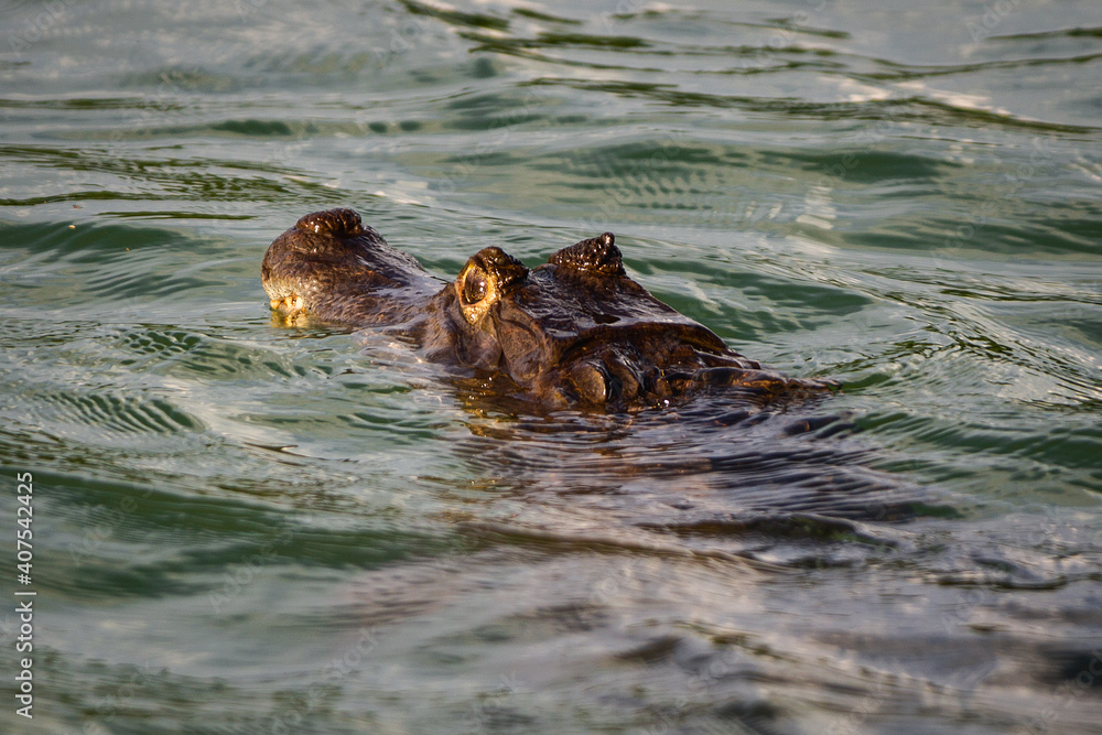 Canvas Prints hippopotamus in river