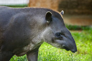 portrait of a boar © Luis