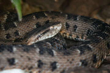 close up of a snake
