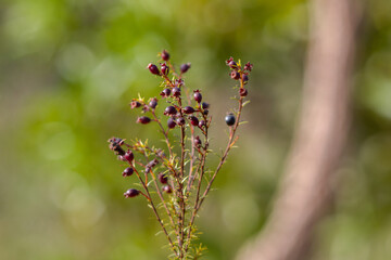 close up of flowers