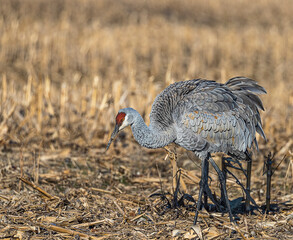 A beautiful sandhill crane feeding in a cornfield.