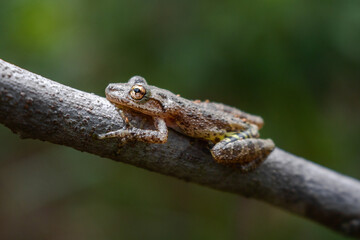 frog on a leaf