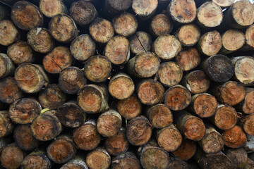 Albizia chinensis trees seen from below