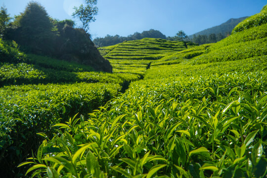 Beautiful morning view of Tea Plantation, fresh and greeny landscape