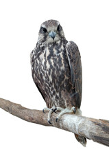 Tailed Hawk perched on a tree. Isolated on a white background.