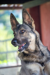 Portrait of a cute dog