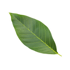Obraz premium Green leaf of walnut tree isolated on white background.