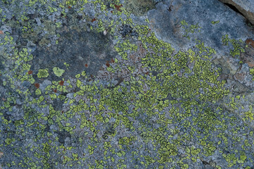 Lichen on a stone high in the mountains. Environmentally friendly space. Copy space.