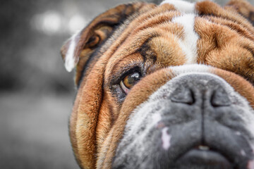 Close up portrait of English Bulldog,selective focus 
