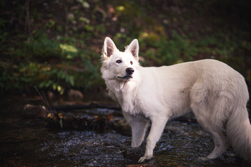 Weißer schweizer Schäferhund bei einem kleinen Bach.