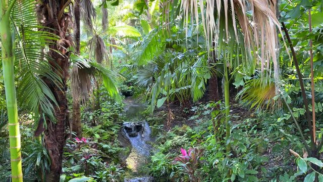 Creek running through a tropical forest at a botanical garden in 4K