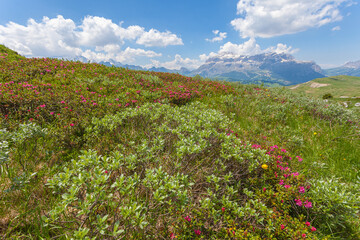Fototapeta na wymiar Blooming rhododendron with Sella Massif background, Settsass, Dolomites, Italy. Scientific name is Rhododendron ferrugineum