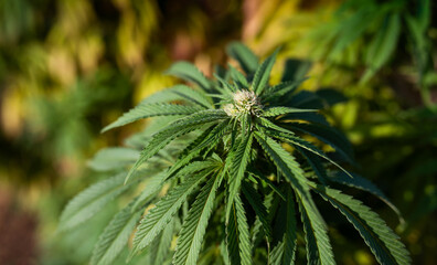 marijuana plant