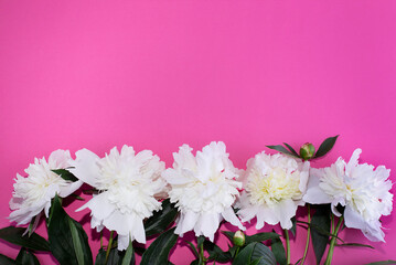 Beautiful white peonies. Bouquet of spray peonies on a pink background. Copy space