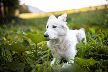 Weißer schweizer Schäferhund liegt in der Wiese.