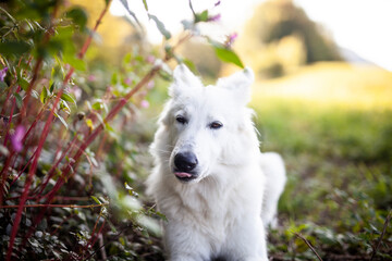 Portait von einem weißen Schäferhund liegend in einer Wiese mit Blumen 