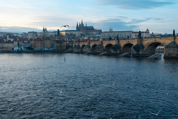 Obraz premium .panoramic view of Charles Bridge on the Vltava river and in the background Prague Castle and St. Vitus Cathedral in the center of Prague and seagulls flying around