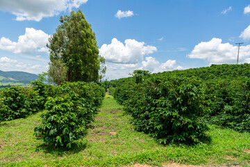 Fototapeta na wymiar coffee plantation landscape with blue sky