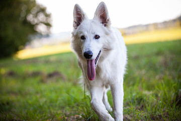 Weißer Schäferhund in einer Wiese. Portrait von einem Schweizer Hund am Feld