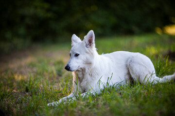 Naklejka na ściany i meble Weißer Schäferhund in einer Wiese. Portrait von einem Schweizer Hund am Feld