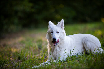 Weißer Schäferhund in einer Wiese. Portrait von einem Schweizer Hund am Feld