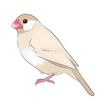 桜文鳥」の写真素材 | 165件の無料イラスト画像 | Adobe Stock