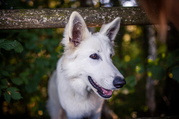 Portrait von einem jungen weißen Schäferhund im Wald. Schweizer Schäferhund schaut bei einem zaun hervor. 
