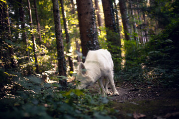 Obraz premium Weißer schweizer Schäferhund schnuppert am Boden im Wald.