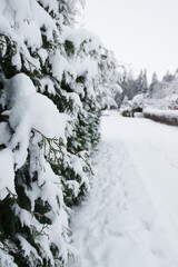In winter the bushes are covered with a thick layer of snow