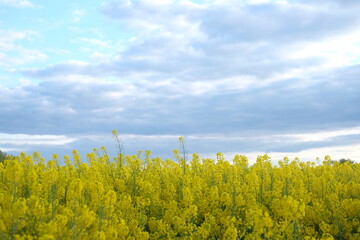 rapeseed field in spring. blue clouds in the sky 