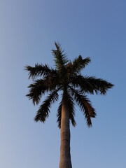 palm