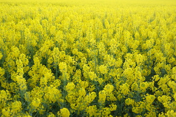 rapeseed yellow field in spring