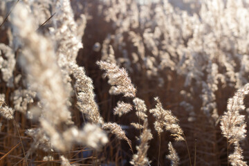 Dry reeds on the river in the sun in winter. Natural background. The concept of naturalness. Copy space. Horizontal orientation.