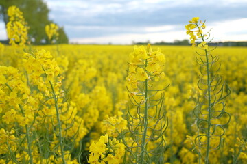 rapeseed field in spring. blue clouds in the sky and green trees