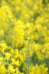 rapeseed yellow field in spring