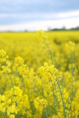Obraz premium rapeseed yellow field in spring