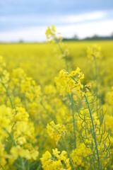 rapeseed yellow field in spring