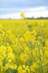 rapeseed yellow field in spring